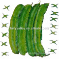 High Germination Rate Vegetable Seed Winged Bean Seeds/Winged Pea Seeds For Cultivation
